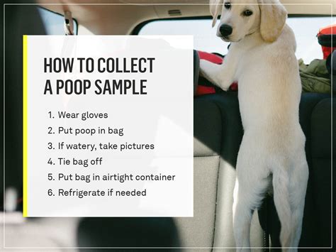 How Old Can Dog Poop Be For Fecal Testing