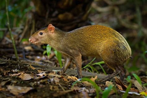 Agouti Pictures - AZ Animals