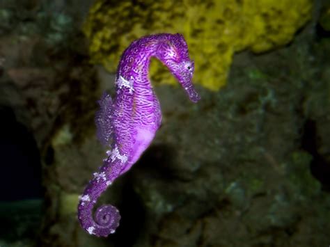 What Color Are Most Seahorses - Colorxml