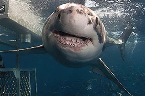 Great White Sharks Habitat | Great White Shark Facts