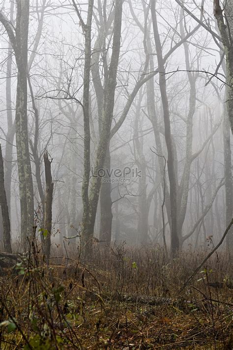 Misty Forest Picture And HD Photos | Free Download On Lovepik