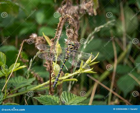 Golden-ringed Dragonfly Cordulegaster Boltonii in Habitat. Stock Photo ...