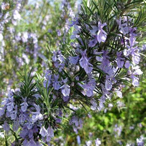 Rosmarinus officinalis - 'Sissinghurst Blue' (Rosemary): Information ...