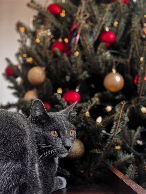 20+ Christmas Cat Puns for the Purr-fect Instagram Captions