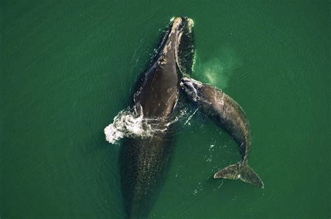 Why we must protect North Atlantic right whales' 'migration ...