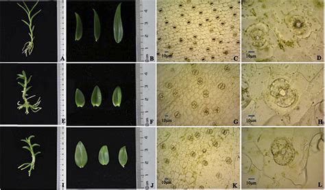 Six-month-old plantlets, their leaves, stomatal density (400 ...