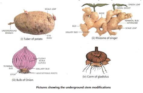 Underground Stem Examples