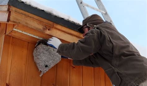 Wasp Nest Removal And Why You Need A Professional