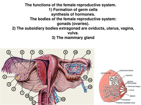 Female Reproductive System Powerpoint | Images and Photos finder