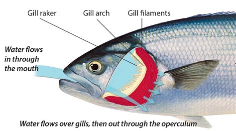 Fact Sheet: Fish Anatomy • Department of Primary Industries and ...