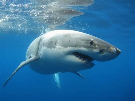 Great White feeding ground reveals shockingly low populations of famed ...