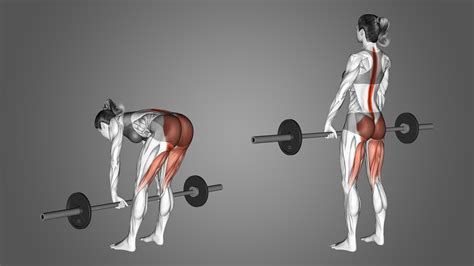 Straight (Stiff) Leg Deadlift: Benefits, Muscles Used, and More ...