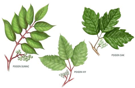 How To Tell the Difference Between Poison Sumac, Poison Ivy, and Poison ...