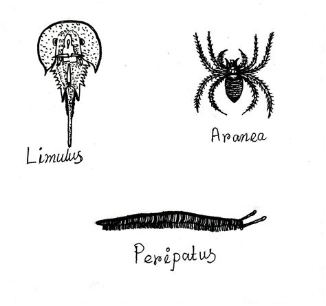 Arthropoda: Definition, Characteristics, Examples