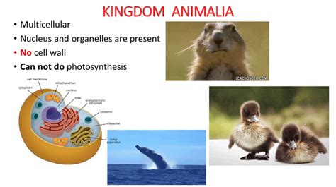 General characteristics of 6 Kingdoms - online presentation