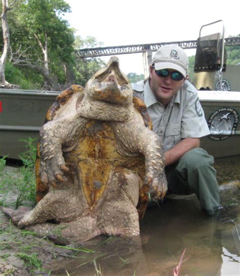 Feathers and Flowers: Alligator Snapper