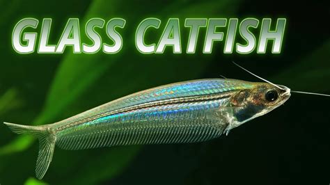 Species Spotlight | Glass Catfish - YouTube