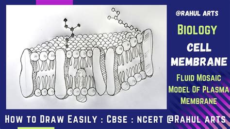 How to Draw Cell Membrane | Fluid mosaic Model Of Plasma Membrane in ...