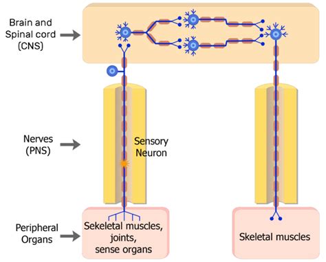 Somatic nervous system: definition and function | GetBodySmart