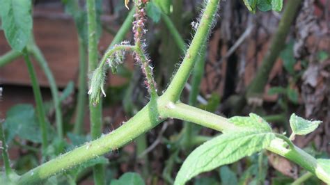 Identifying Aphids on Tomato Plant & 3 Treatments: Jet Water Spray ...