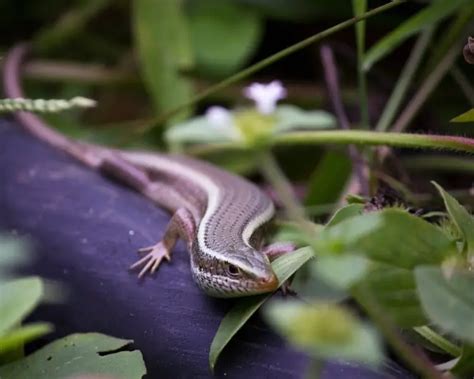 Common Garden Skink | Zoopedia Wiki | Fandom