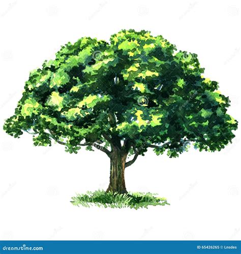 Green Tree Oak Isolated On White Background Stock Illustration - Image ...