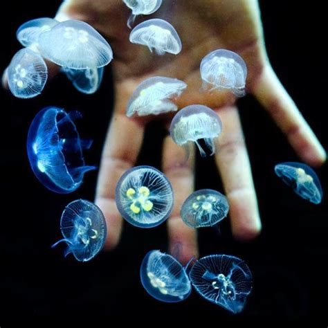 Moon jellyfish babies : pics