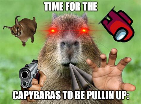 Capybara Meme Discover more interesting Animal, Animals, Capybara ...