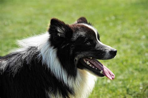 17 Top Dog Breeds for Herding Livestock