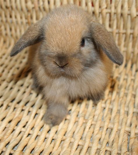 Holland Lop Rabbits Babies - FOR SALE | USA Rabbit Breeders