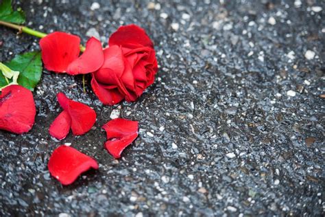 Rose On The Ground : Red Rose Growing On The Ground In The Garden Stock ...