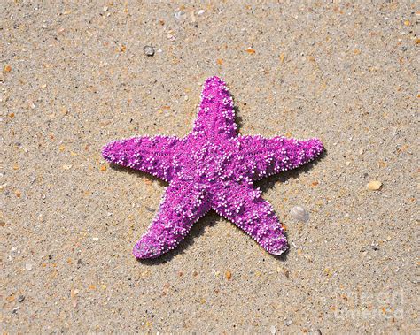 Sea Star - Pink Photograph by Al Powell Photography USA | Fine Art America