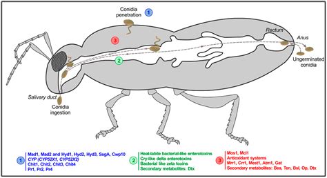 JoF | Free Full-Text | Is the Insect Cuticle the only Entry Gate for ...