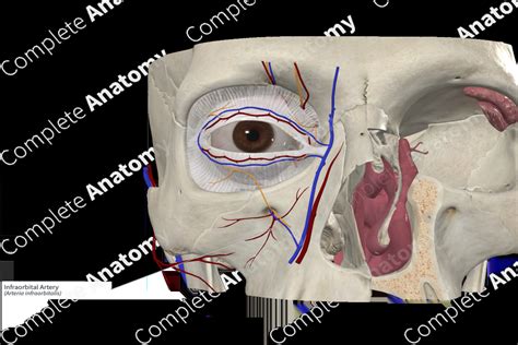 Infraorbital Artery | Complete Anatomy