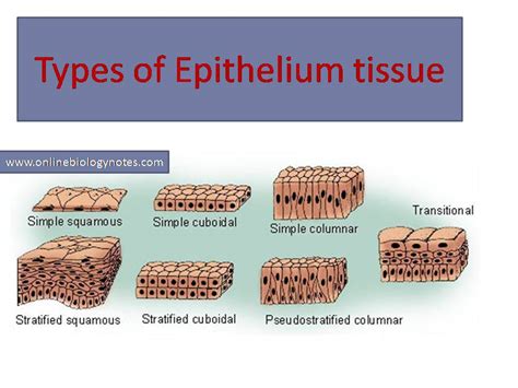 Stratified Squamous Epithelium Diagram