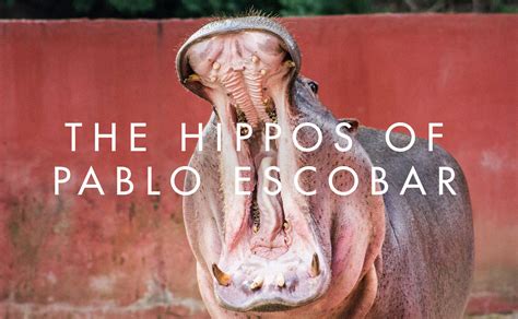 The Hippos of Pablo Escobar