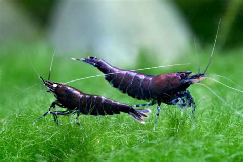 Selective shrimp breeding - | Aquasabi | Aquasabi - Aquascaping Shop