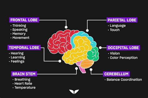 Parts Of The Brain: Anatomy, Structure Functions, 46% OFF