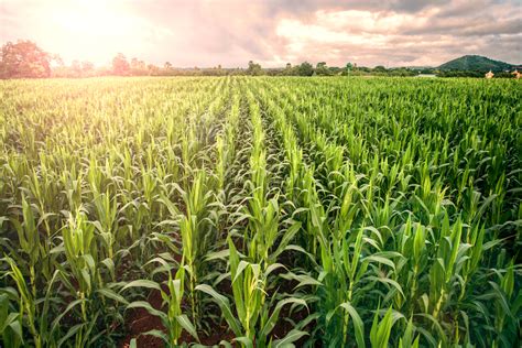 Machine learning used for helping farmers select optimal products ...