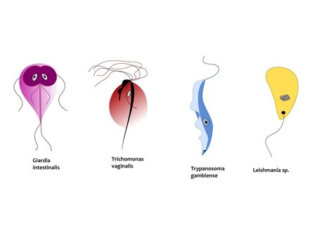 Leishmaniasis: causes, symptoms, diagnosis and treatment