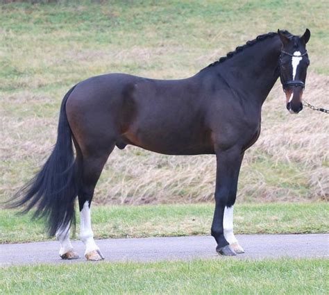 Horse Diagram - The Main Body Parts of a Horse - Seriously Equestrian