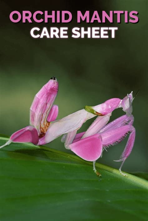 Orchid Mantis (Hymenopus coronatus) Care Sheet | Keeping Exotic Pets