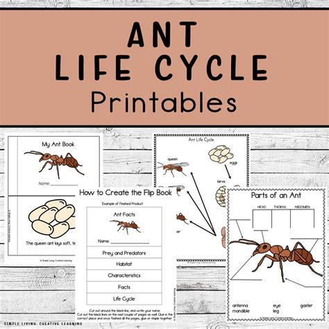 Ant Life Cycle Printables - Simple Living. Creative Learning