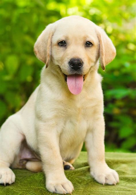 El labrador sin duda un perro hermoso y juguetón y leales no son tan ...