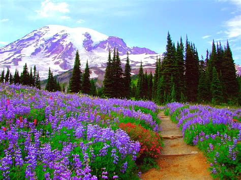 Mountain Flowers Wallpapers - Top Free Mountain Flowers Backgrounds ...