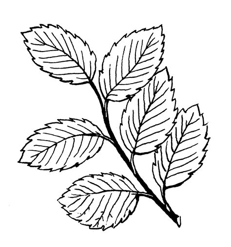 Mint Leaf Drawing at GetDrawings | Free download