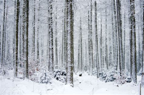 Ardennes, Forest, Snow