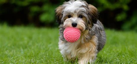 What Dogs Like To Play Fetch