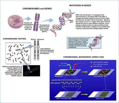 Society for Birth Defects Research and Prevention