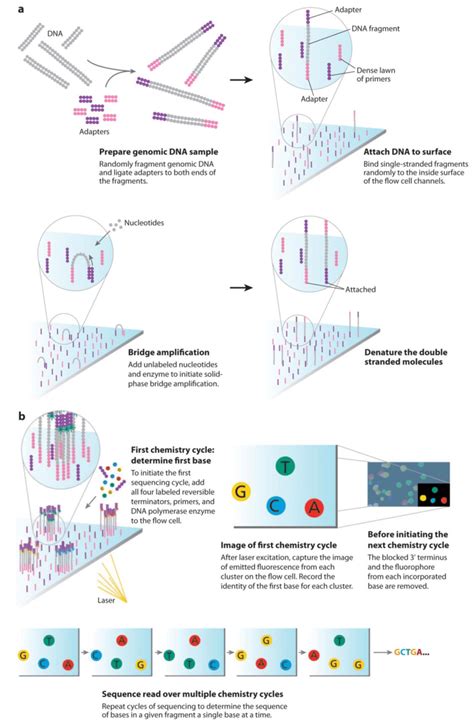 11. The principle of Illumina sequencing process. (A) DNA is converted ...